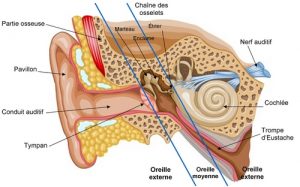 Audition Et Troubles Auditifs Audition Du Dauphin